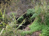 cantara gurne23122011 132